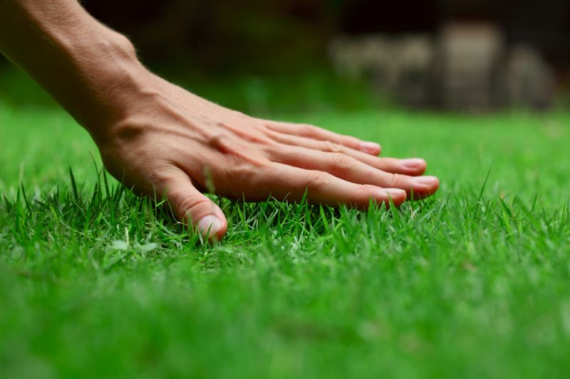 Lawn Inspection by Professionals
