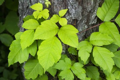 Poison Ivy in Spring